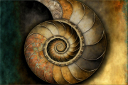 Nautilus-9